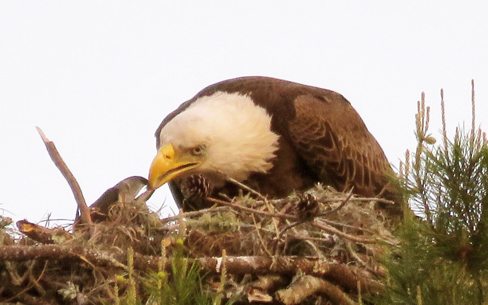 A bald eagle feeds its young in the nest at Tiger Creek Preserve.  
