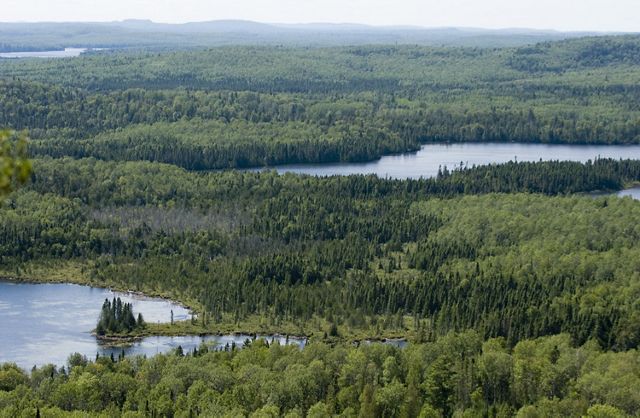 Elevated view of distant expanse of lakes and dense, rolling forest in summer.
