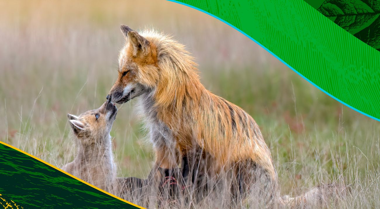 Nature Conservancy