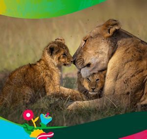 a lioness snuggling with her 2 cubs.