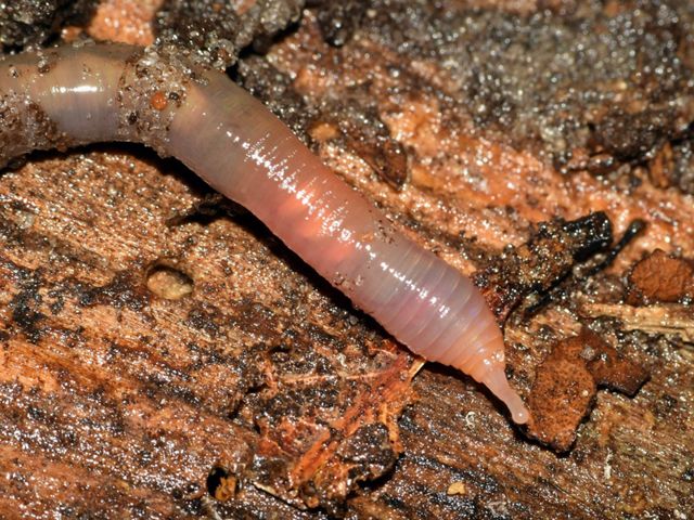 A close-up of an earthworm, pink in color and slightly translucent.