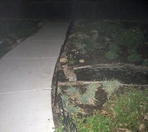 A night photo with flash of a small rabbit sitting in a suburban front yard. The rabbit is sitting on a bare patch of dirt next to a wide concrete sidewalk.