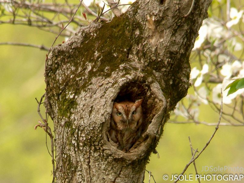 A screech owl rests in the hole of a tree.