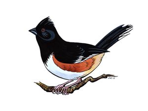 An illustration of an Eastern towhee.