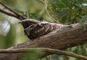 A whip-poor-will sitting on a branch in a tree.