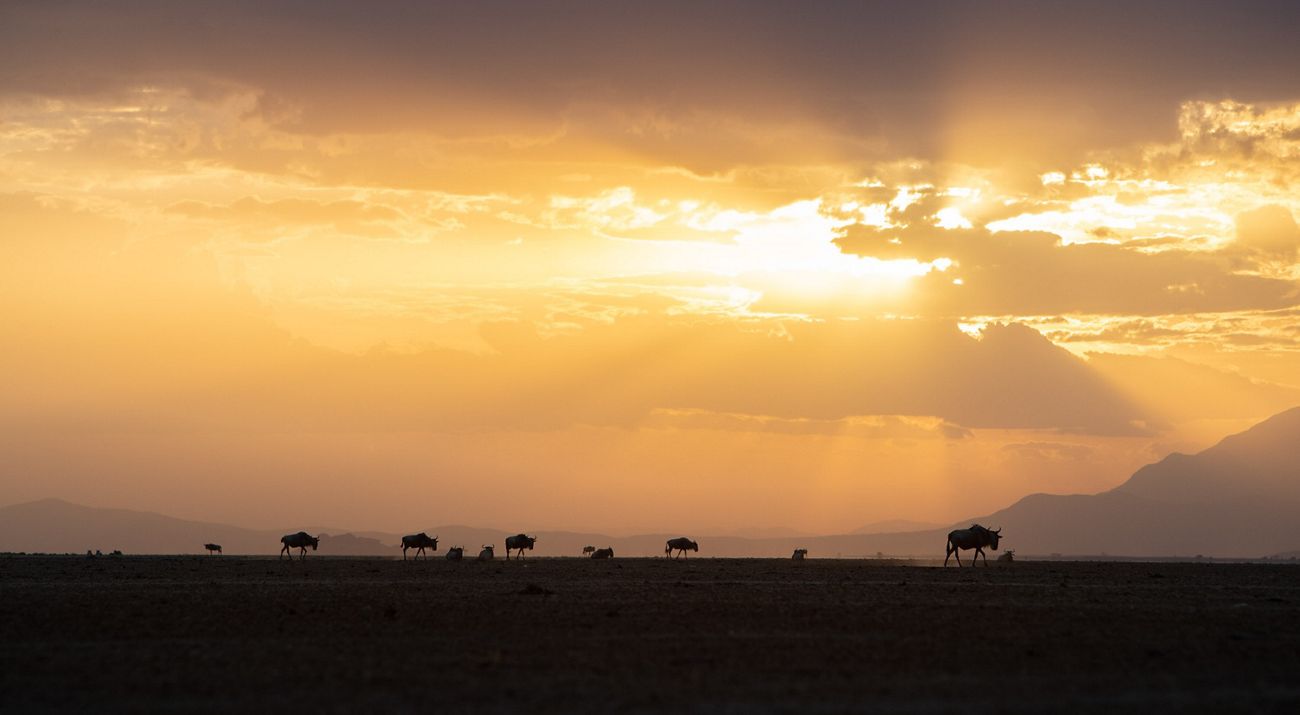 A running herd of wildebeest.