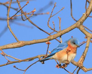 An eastern bluebird sits on a budding branch.