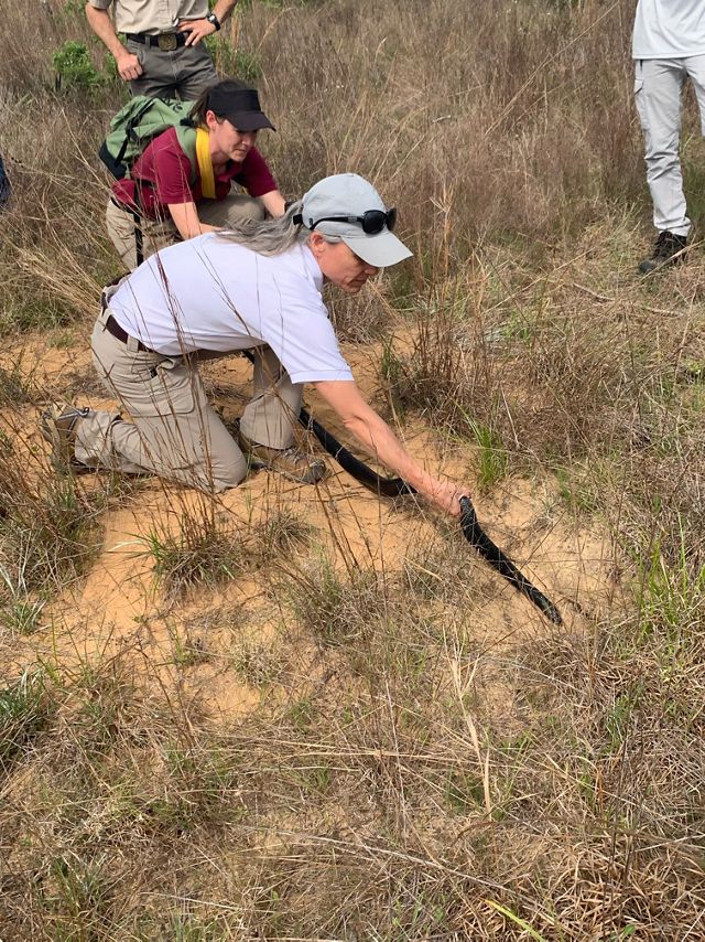 A woman crouches near the ground in front of a tortoise burrow and releases a large, black eastern indigo snake.