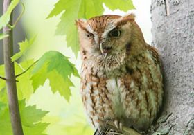 Eastern screech owl perched on side of tree.