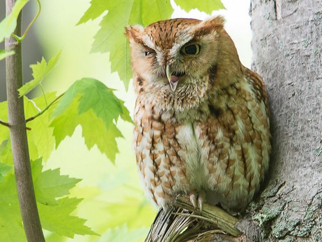 Brown and white screech owl perched in tree.