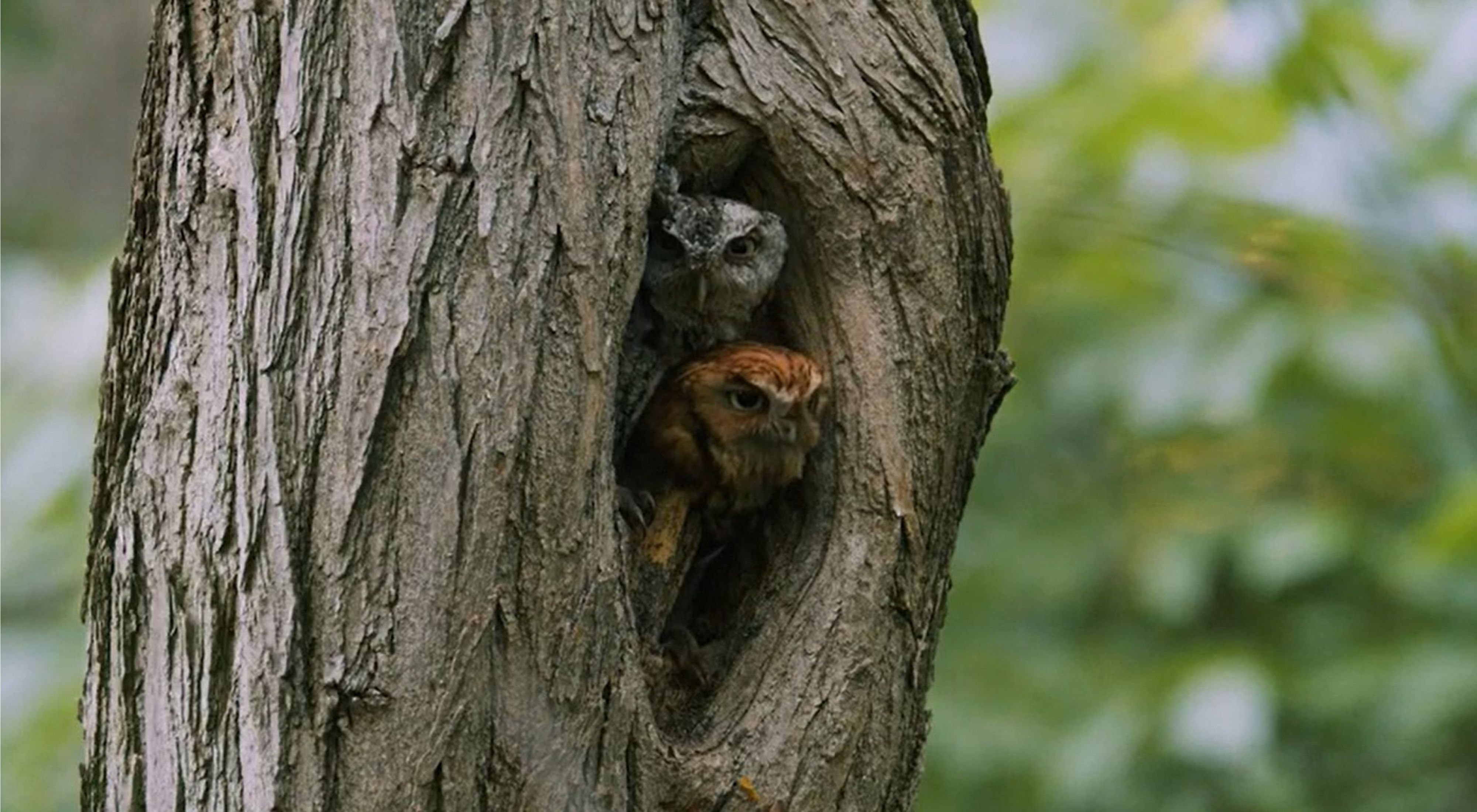 Two Eastern screech owls look out from a tree nest.