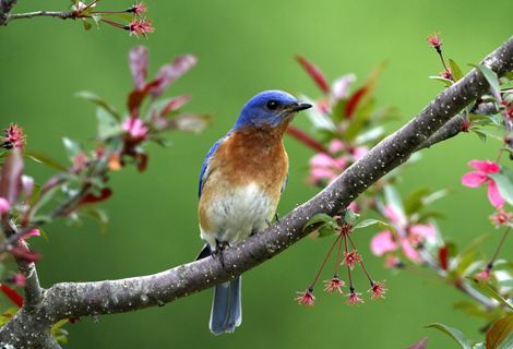 A bluebird on a branch that has pink flowers.