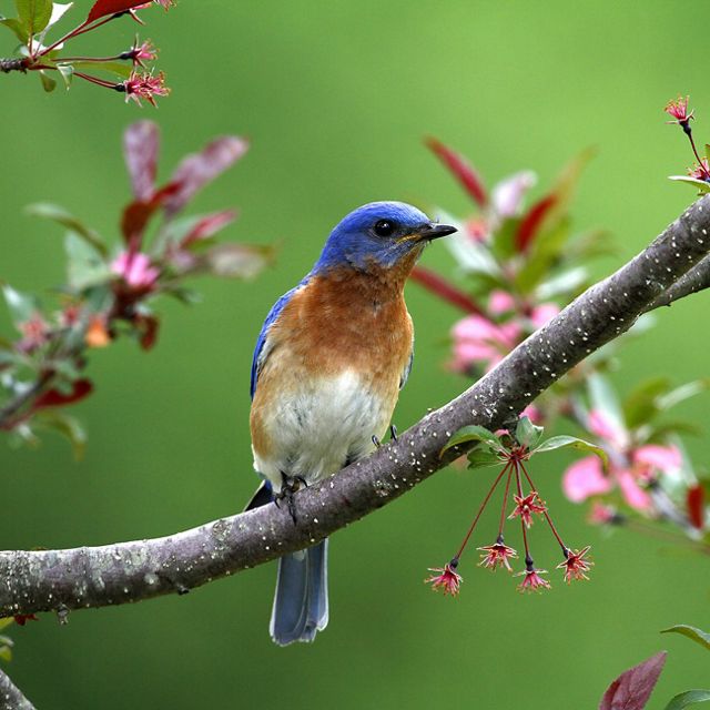 A bluebird on a branch that has pink flowers.