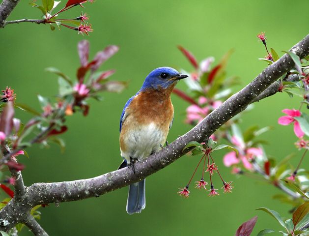 A male Eastern bluebird perched on a branch surrounded by pink blossoms. 