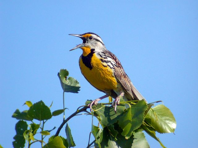 Side view of bird with a yellow throat and breast with a distinctive black V on it perches on a tree branch with its beak open, calling.