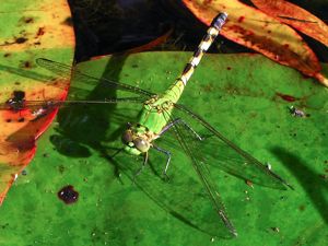 An eastern pondhawk is resting on a lily pad.