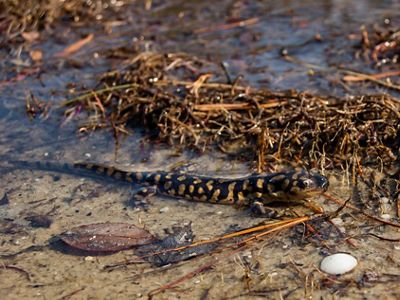 An Eastern tiger salamander is sitting is a sandy, shallow puddle.