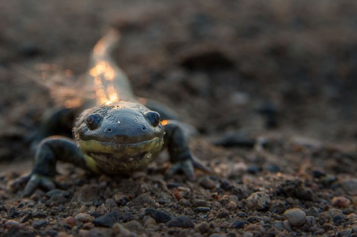 A salamander crouches on a dirt floor.