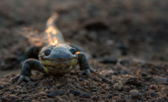 Closeup photo of an Eastern tiger salamander.