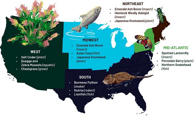 A map of the United States with illustrations and text related to invasive species that live in different parts of the country.