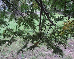 A dense canopy of branches reaches out from a thick tree trunk.