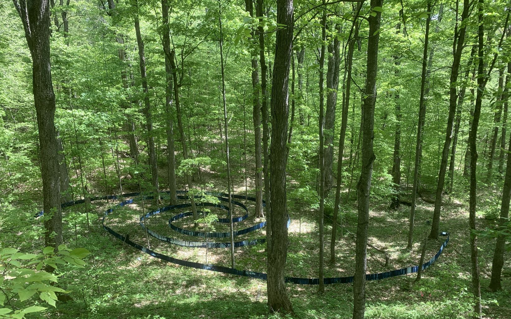 Labyrinth in Equinox Natural Area by Elizabeth Billings