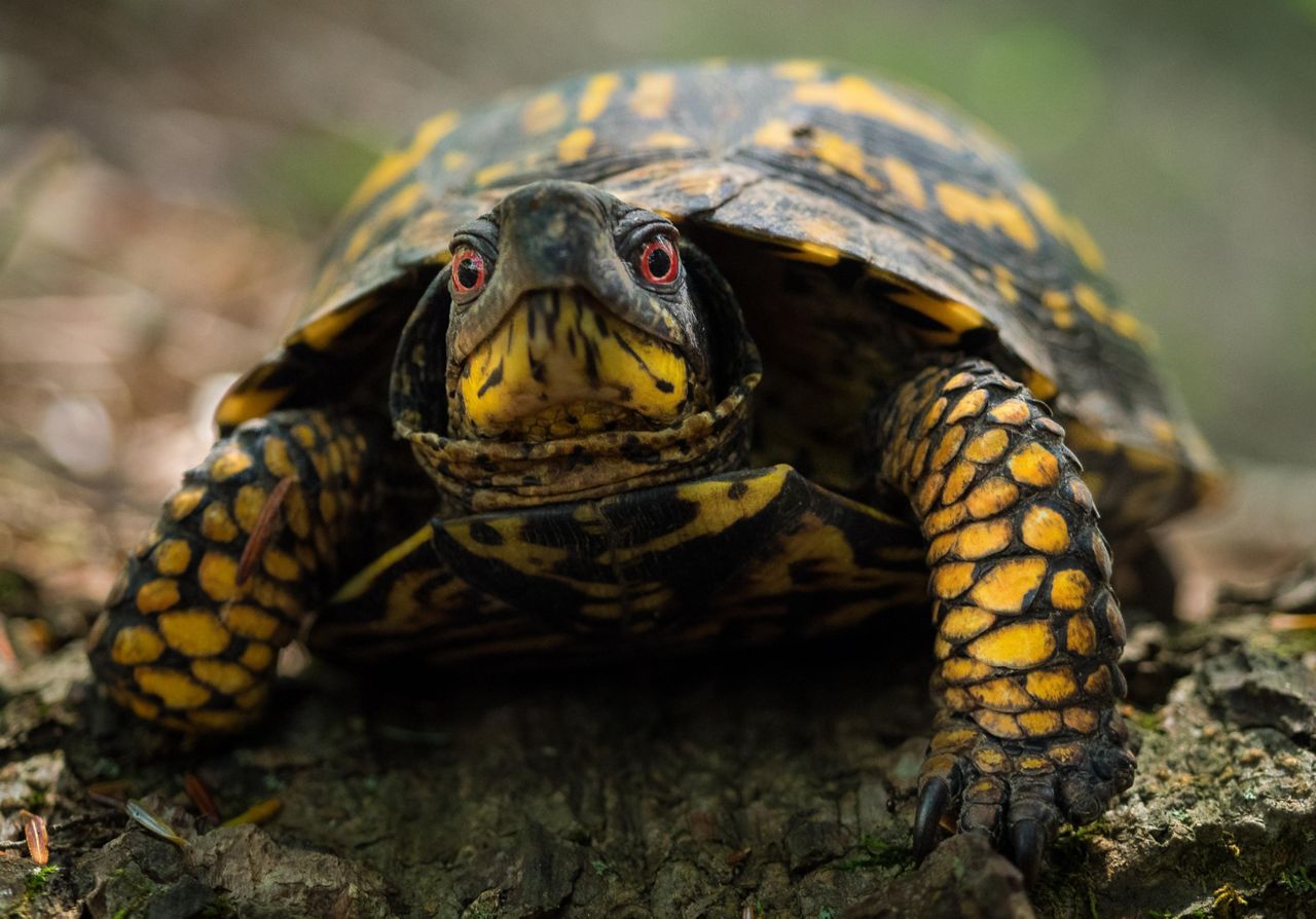 Maurice River Bluffs Preserve | The Nature Conservancy in NJ