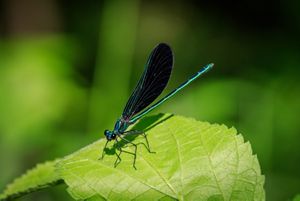 An iridescent black and blue ebony jewelwing rests on a leaf. 