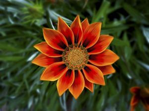 a bright orange flower in full bloom.