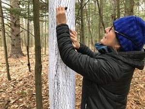 A woman uses charcoal on paper wrapped around a tree trunk to create a tree rubbing of its bark.