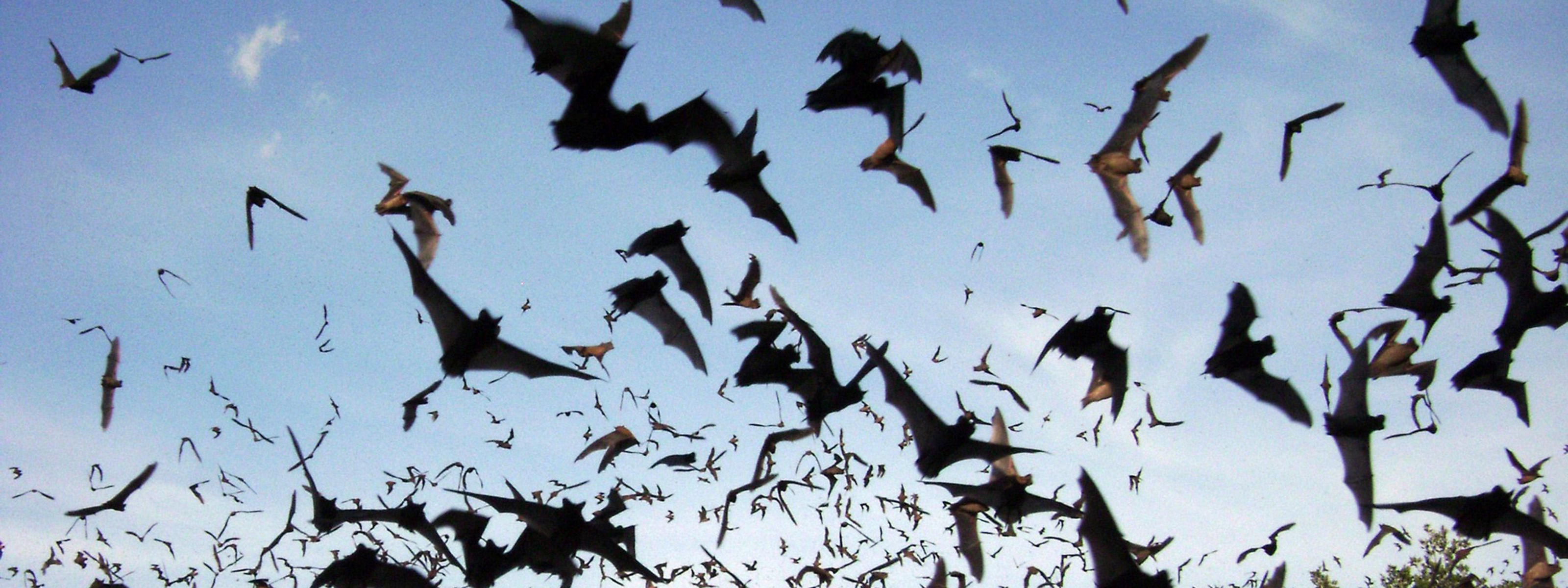 Swarm of bats leave a cave.