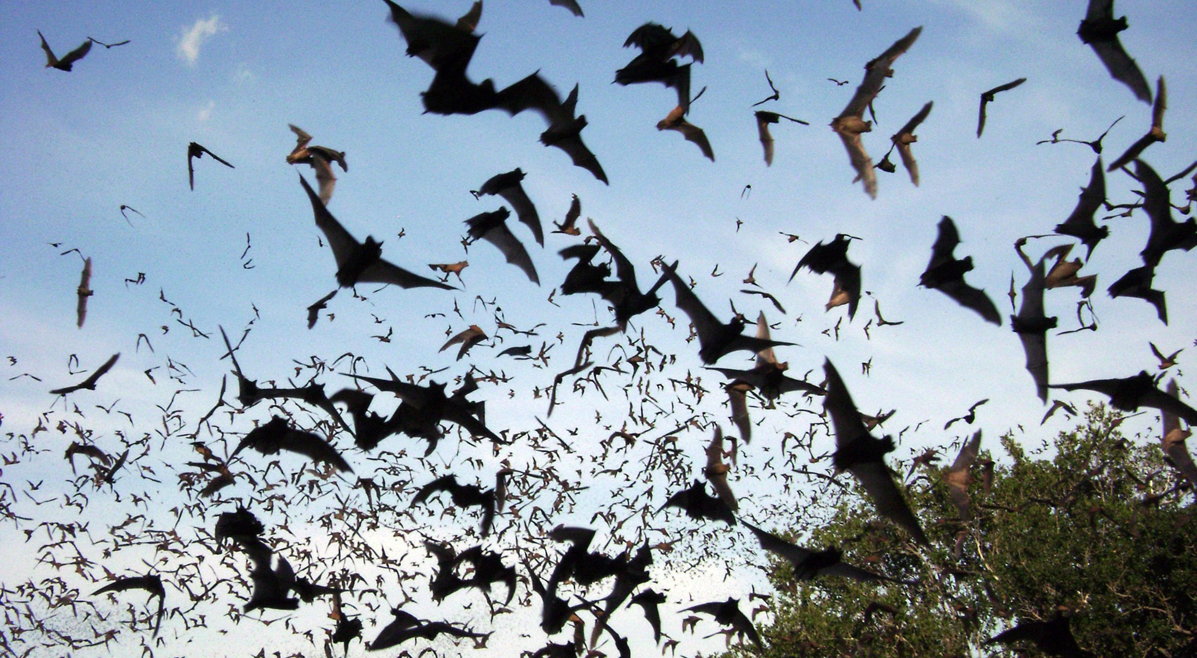 Thousands of bats stream across a darkening sky.