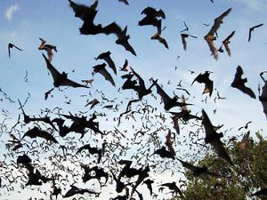 bats fly at the Eckert James River Bat Cave Preserve