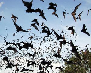 bats fly at the Eckert James River Bat Cave Preserve