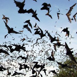 Thousands of bats stream across a darkening sky.