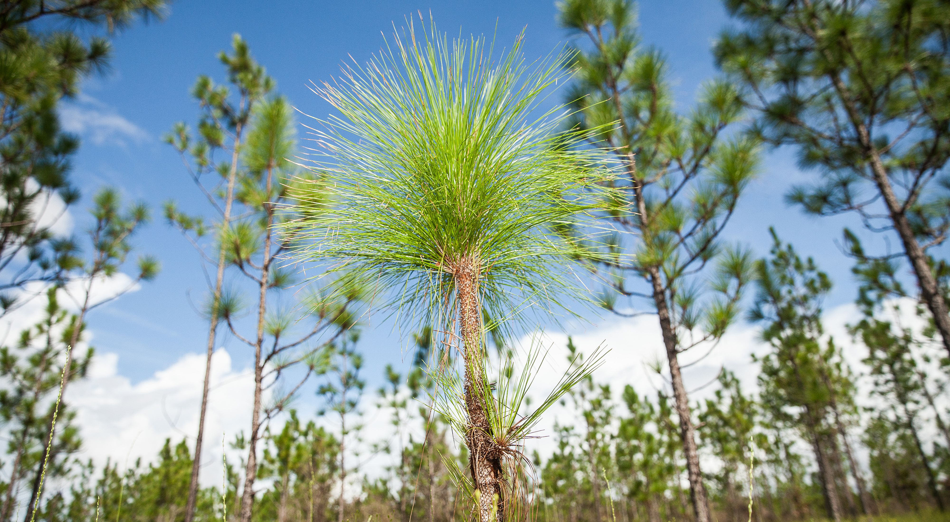 pine tree seedling seen from ground level in a pine forest under blue sky