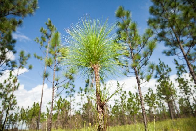 A small pine tree sprouts among taller trees.