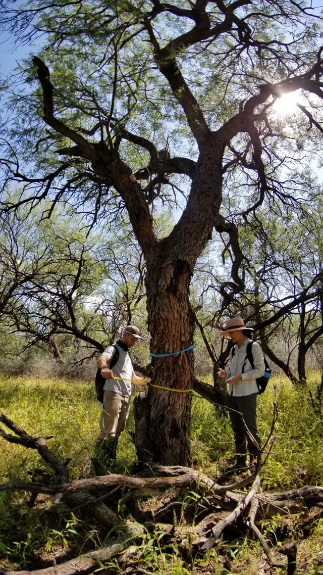 Two people stand near a tall tree and use colorful string to measure the diameter of the trunk.