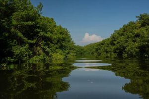 A view of a river with trees.