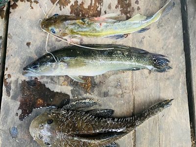 Fresh Catch