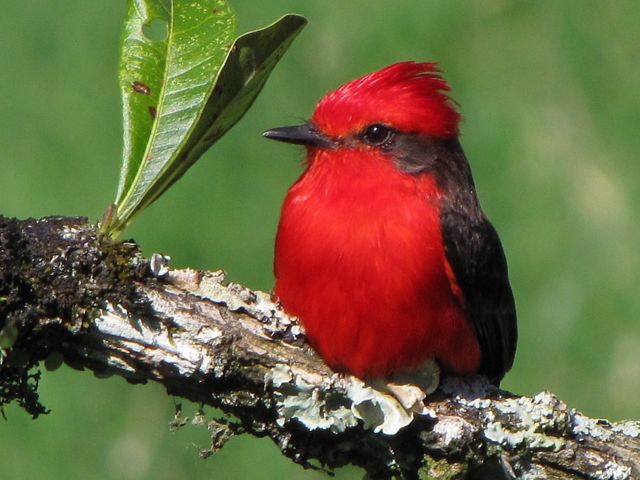 A red bird standing on a branch next to a sprouting leaf.
