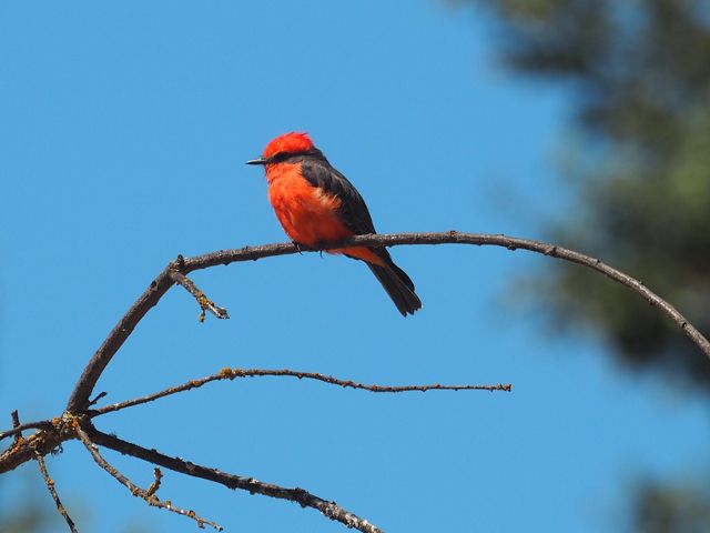 Red bird standing on a leafless branch. 