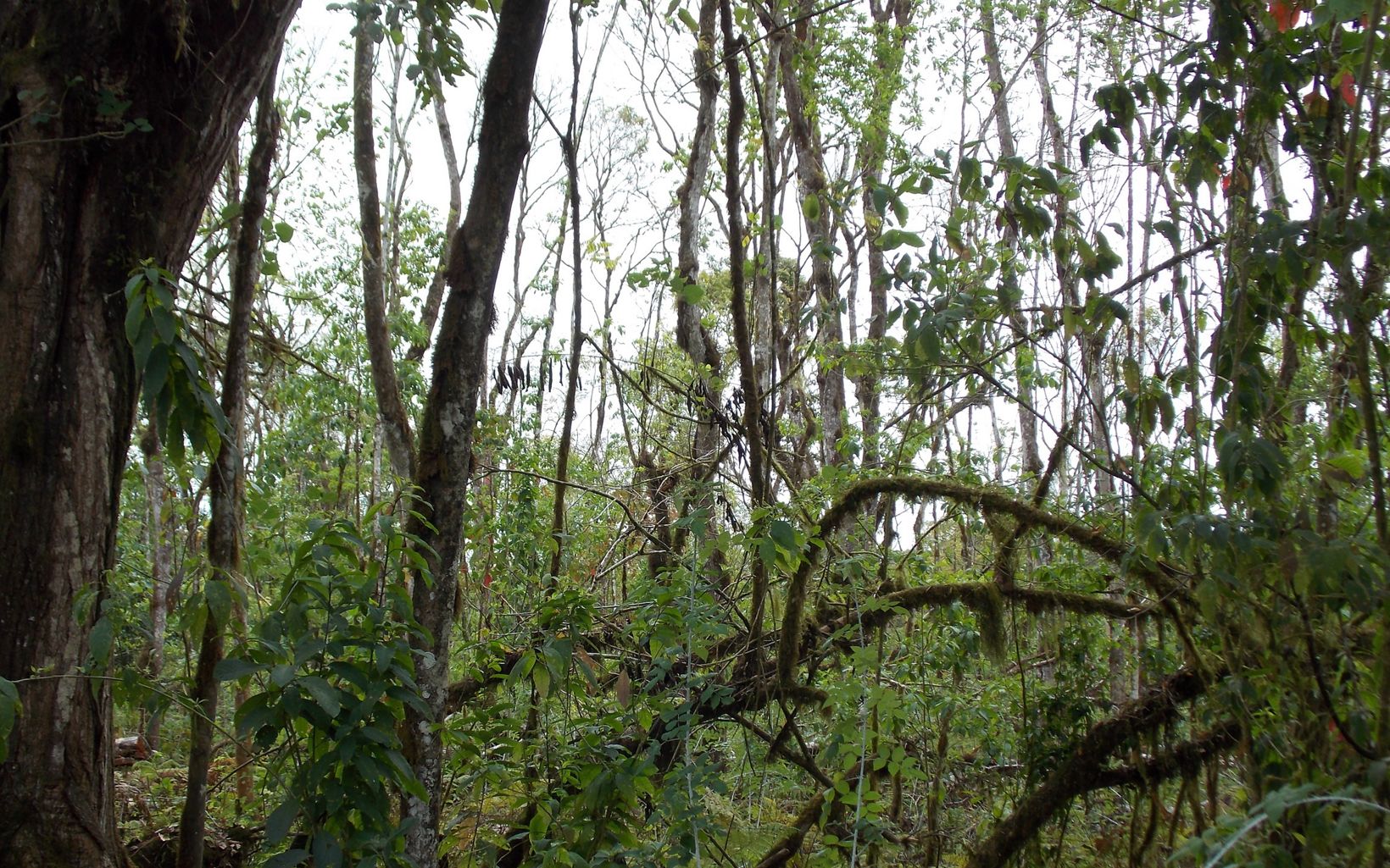 Ubicada junto al Parque Nacional Galápagos, la reserva Pájaro brujo ha sido un esfuerzo de más de una década por proteger los últimos bosques de la parte alta de la isla. 