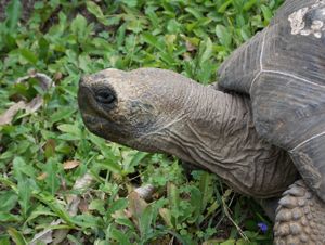 Ubicada junto al Parque Nacional Galápagos, la reserva Pájaro brujo ha sido un esfuerzo de más de una década por proteger los últimos bosques de la parte alta de la isla. 