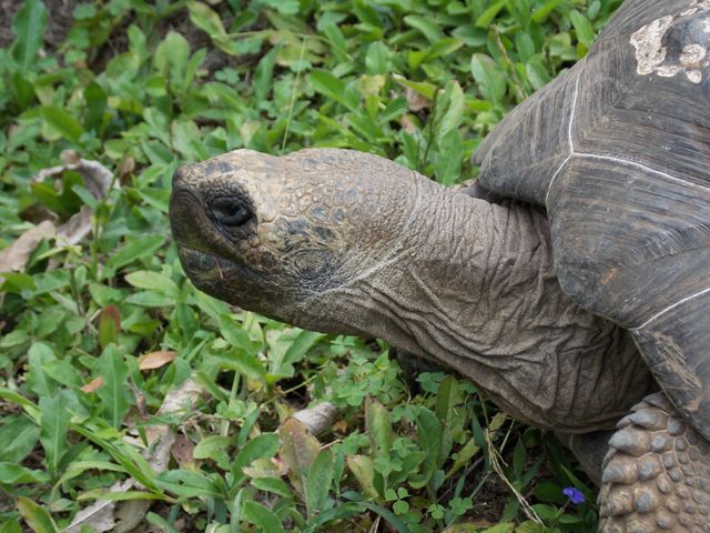 Side picture of the head of a Galapagos tortoise looking left.