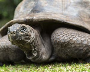 A giant Galapagos tortoise looks at the camera.