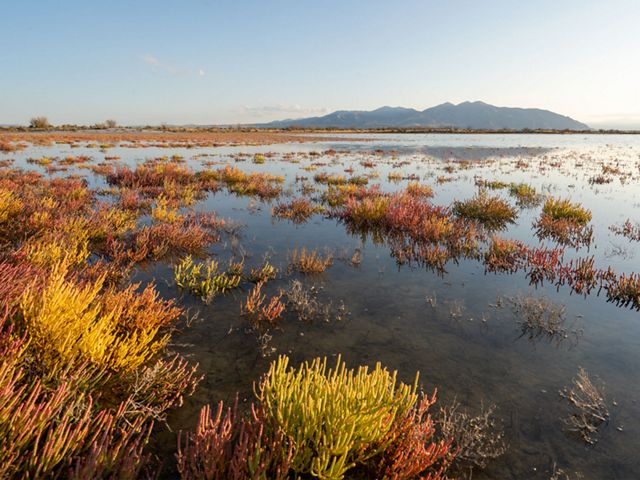 A marsh with brown grasses.