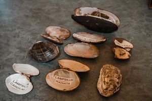 Mussel specimens labeled and sitting on a table.