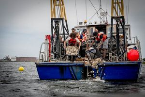 A boat with workers in life jackets dumping oysters in the water.