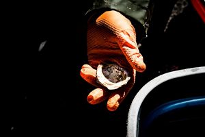 A hand in an orange glove holding an oyster.